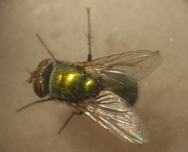 Miasi da mosca verde: Lucilia sericata F (Calliphoridae)